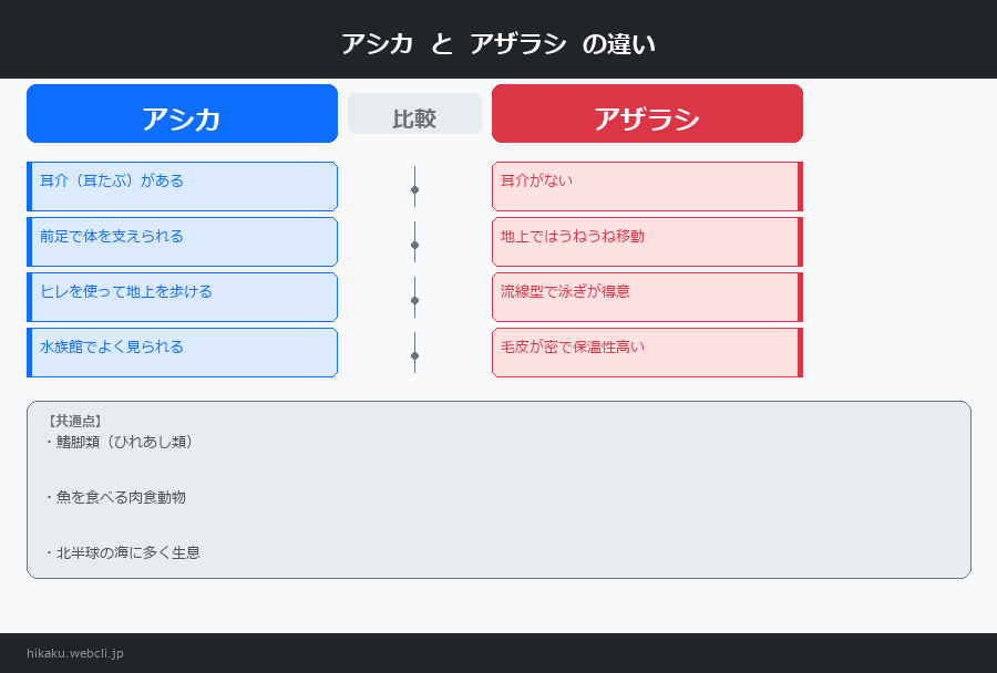 アシカとアザラシの違いを図解で比較